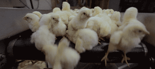 Cute Easter Chicks Falling Down GIF