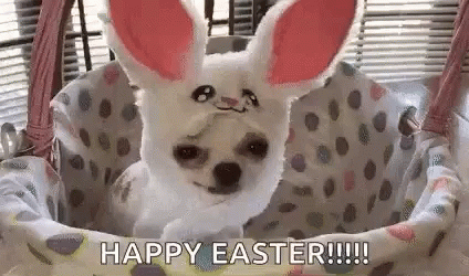 Cute Easter Dog Costume GIF