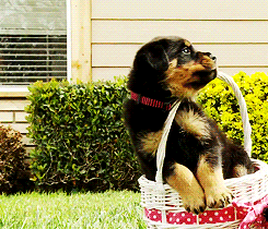 Cute Easter Dog Falling GIF