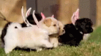 Cute Easter Puppies Walking GIF