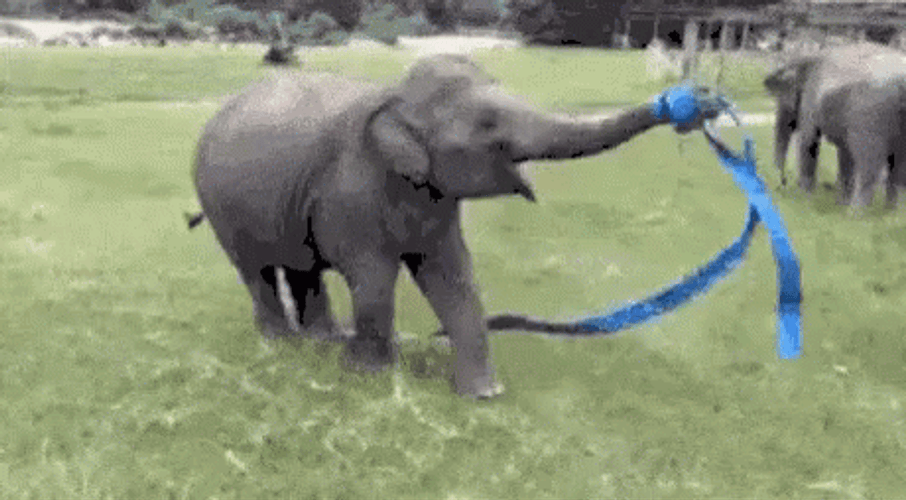Cute Elephant Playing With Blue Ribbon GIF