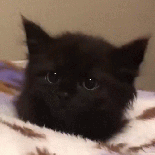 Cute Face To Scared Cat Reaction GIF