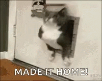 Cute Fat Cat Struggle Entering Home GIF