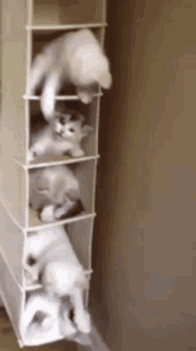 Cute Fighting White Kittens GIF