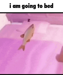 Cute Fish Sleeping In Bed Meme GIF