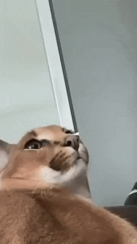 Cute Floppa Getting Dressed Up GIF