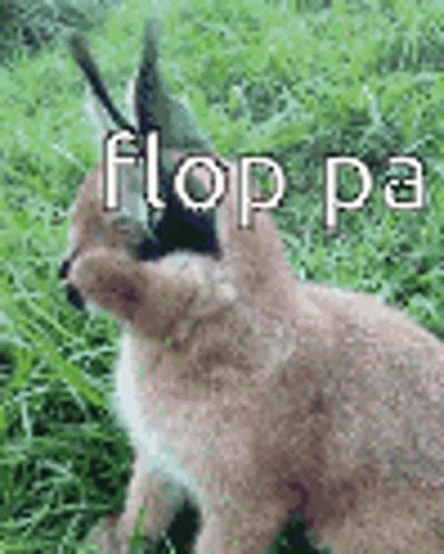 Cute Floppa Long Ear Tufts GIF