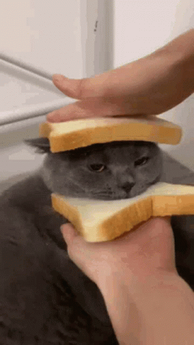 Cute Fluffy Cat With Toast Bread GIF