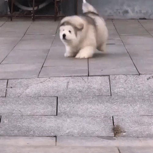 Cute Fluffy Dog Running GIF