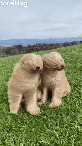 Cute Fluffy Dogs Vs. Strong Wind GIF
