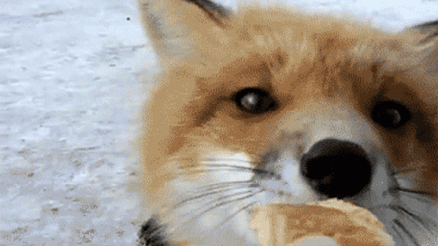Cute Fox Biting Food Close Up Look GIF