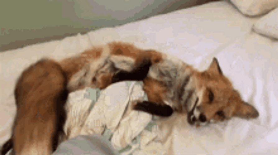 Cute Fox Exposing Belly And Wagging Tail GIF