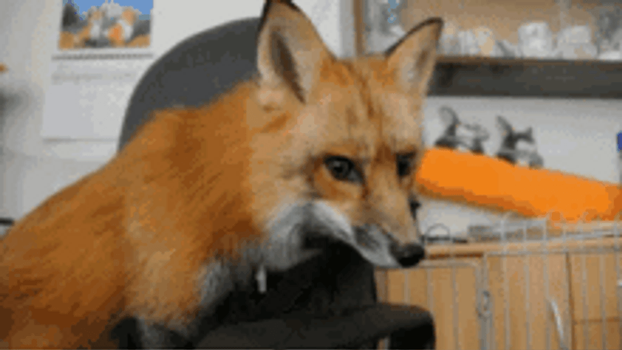 Cute Fox Getting Playful And Perky GIF
