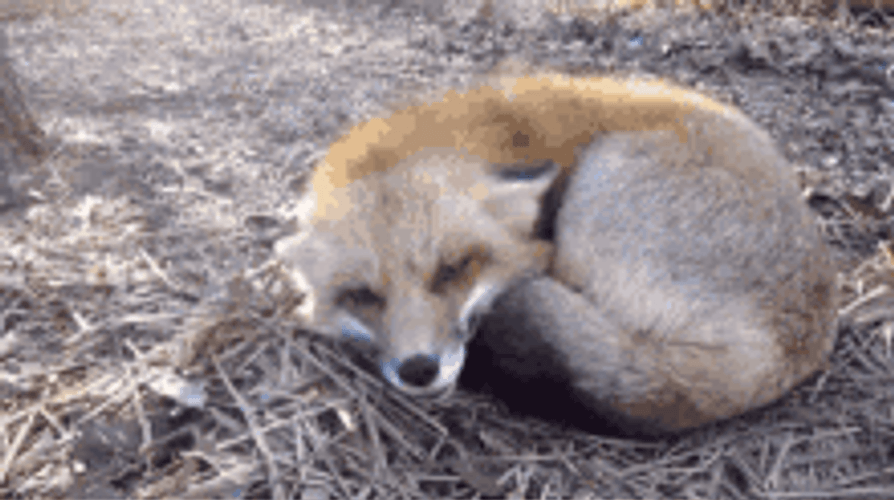 Cute Fox Happy And Excited GIF