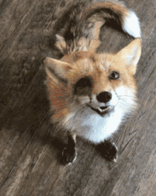 Cute Fox Happy And Hopping GIF