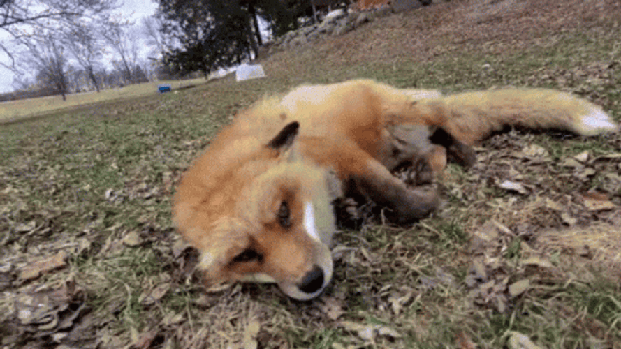 Cute Fox Happy And Rolling Over GIF