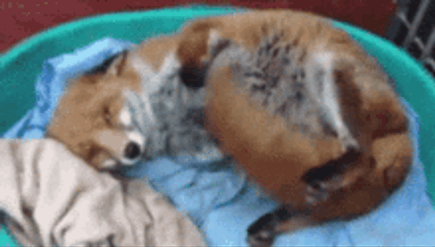 Cute Fox Lying And Wagging Tail GIF