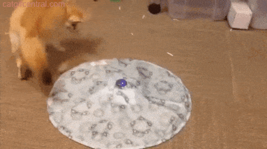 Cute Fox Playing And Chasing Toy GIF