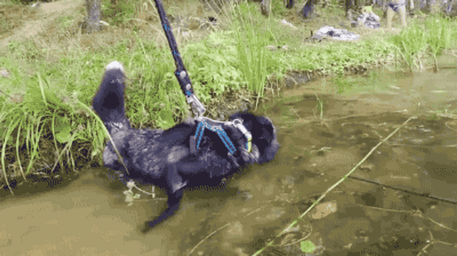 Cute Fox Running On River Water GIF
