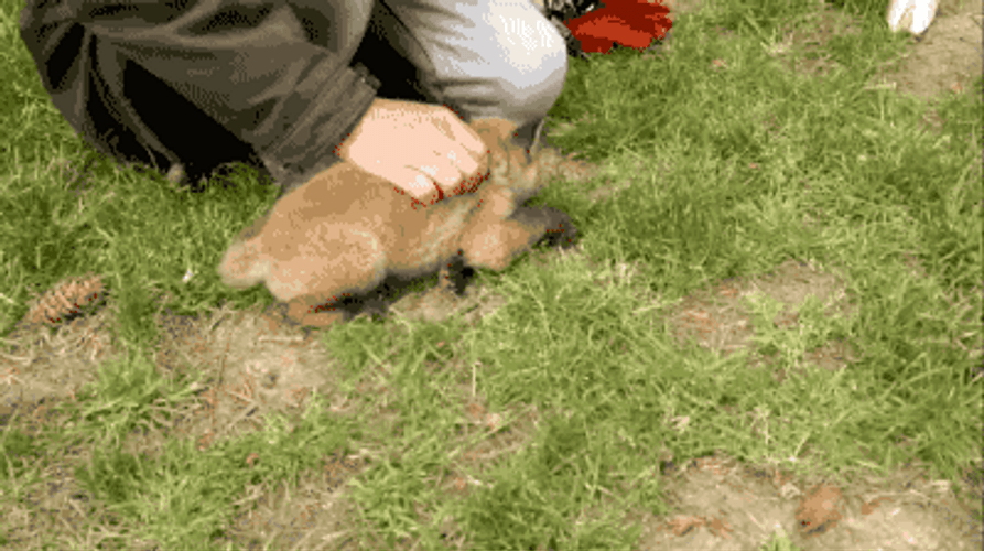 Cute Fox Sitting And Running Away GIF