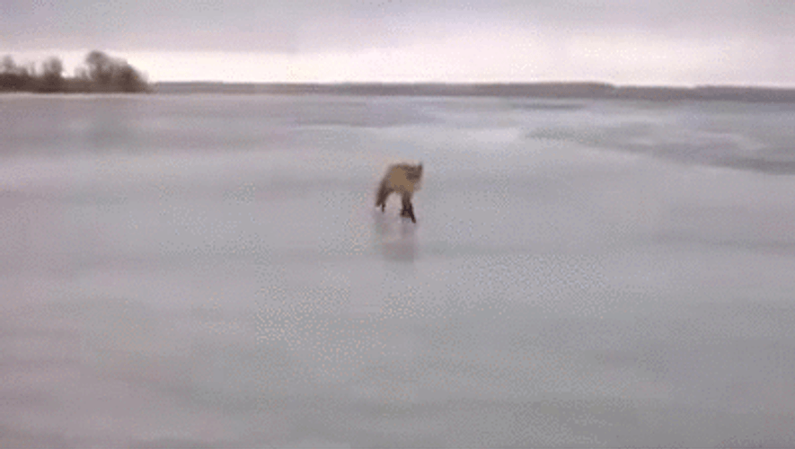 Cute Fox Walking Fast On Ice GIF