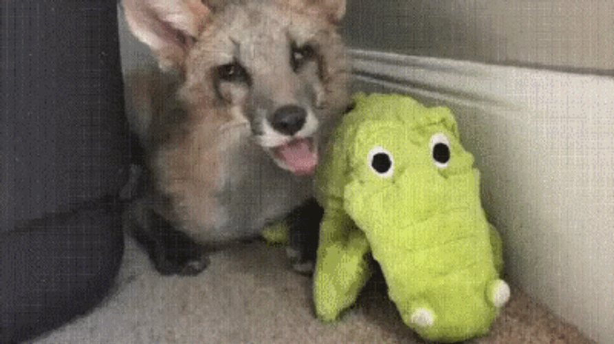 Cute Fox Yawning And Playing Toy GIF