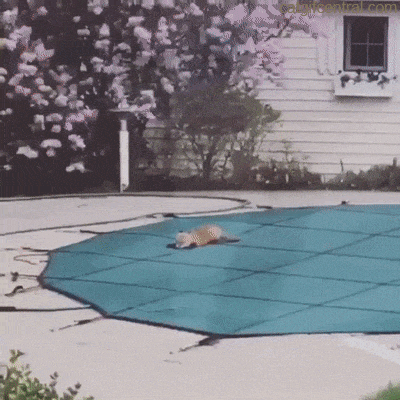 Cute Foxes Running And Playing GIF