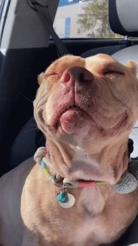 Cute Fresno Pitbull GIF