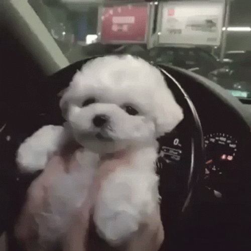 Cute Funny Little White Dog Smile GIF