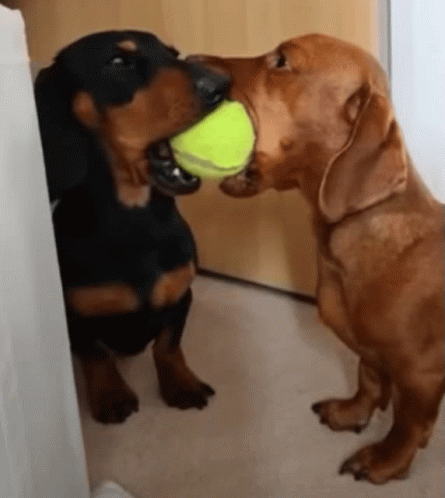 Cute Funny Wiener Dog GIF