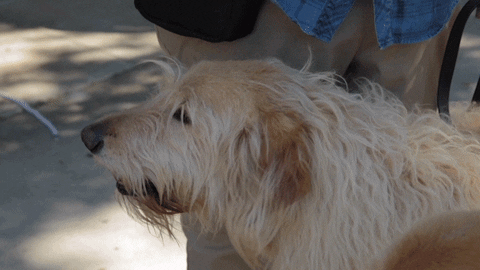 Cute Furry Big Dog Gets Rub GIF