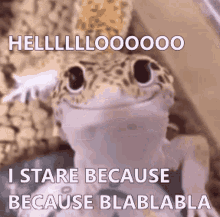 Cute Gecko Hello Staring GIF