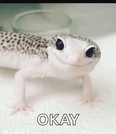 Cute Gecko Wink Okay GIF