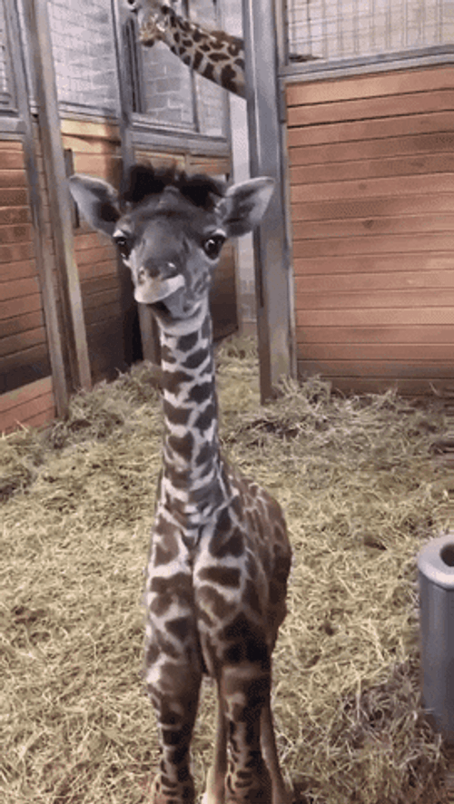 Cute Giraffe Sticking Out Tongue GIF