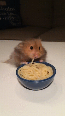 Cute Golden Hamster Eating Noodles GIF
