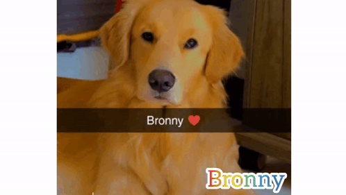 Cute Golden Retriever Bronny Image Loop GIF
