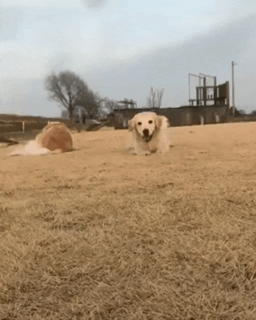 Cute Golden Retriever Dog Smile And Crawl GIF
