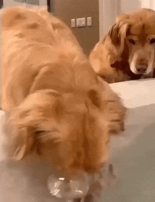 Cute Golden Retriever Dogs Drinking GIF