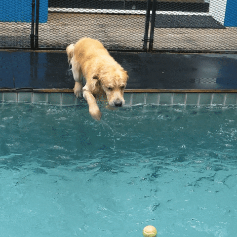 Cute Golden Retriever Making A Splash GIF