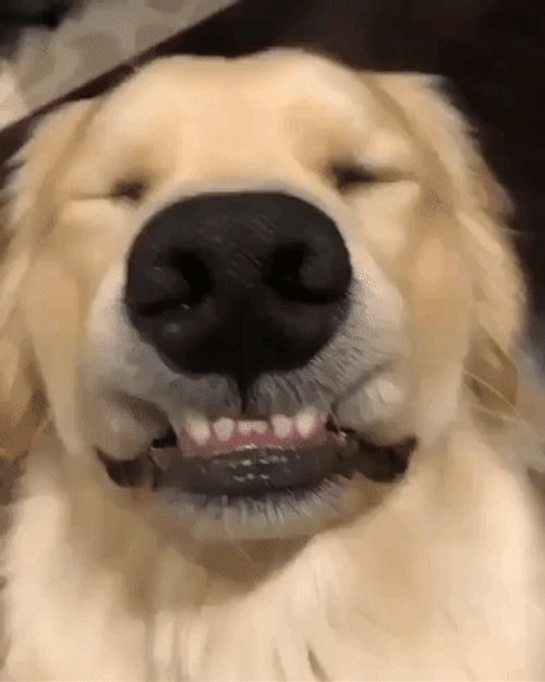 Cute Golden Retriever Smiling GIF