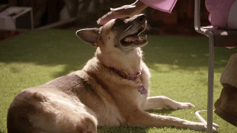 Cute Good Dog Head Pats GIF