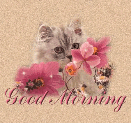 Cute Good Morning Wednesday Cat And Flower GIF