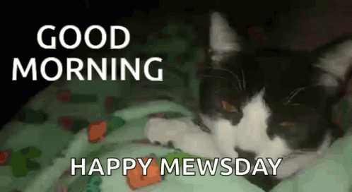 Cute Good Morning Wednesday Happy Mewsday GIF