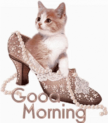 Cute Good Morning Wednesday Kitten On Shoe GIF