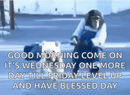 Cute Good Morning Wednesday Monkey And Dog GIF