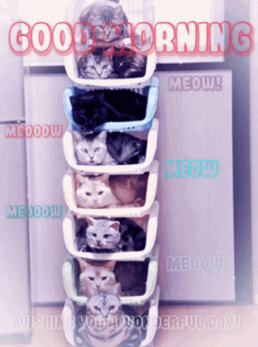 Cute Good Morning Wednesday Stack Of Kittens GIF