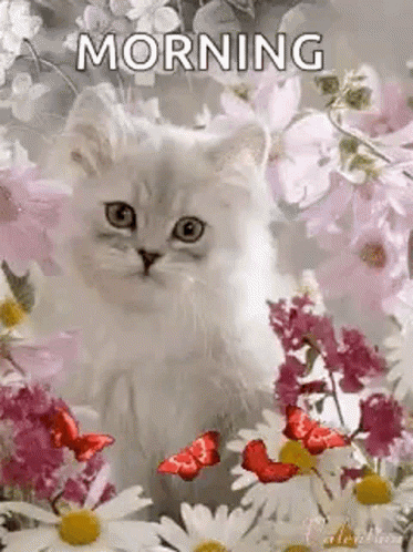 Cute Good Morning Wednesday White Fluffy Cat GIF
