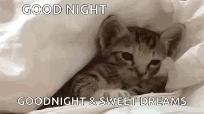 Cute Good Night Drowsy Kitten GIF