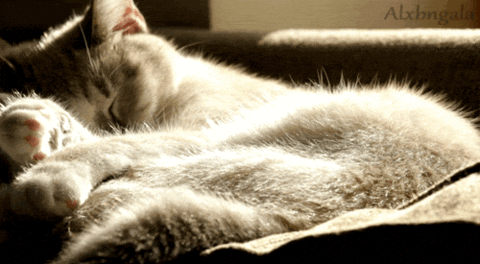 Cute Goodnight Cat Sleeping GIF