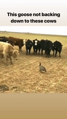 Cute Goose With Cows GIF